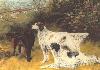 托馬斯 佈林尅斯 English Setters and Gordon Setters